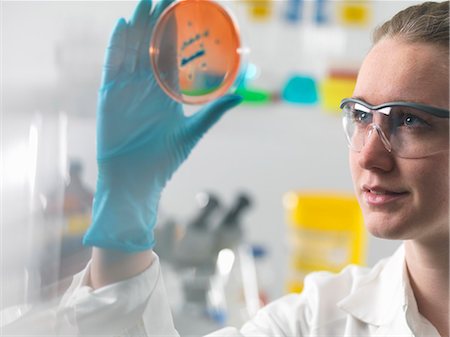 science project - Female scientist examining microbiological cultures in a petri dish Stock Photo - Premium Royalty-Free, Code: 649-07279833