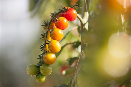 Close up of vine tomatoes ripening on plant in sunlight Stock Photo - Premium Royalty-Free, Code: 649-07280592