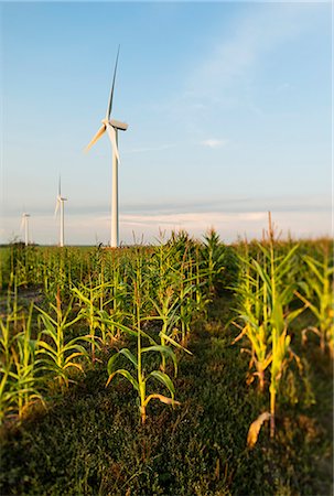 rural technology - Wind turbines in agricultural field, Almere, Flevoland, Netherlands Stock Photo - Premium Royalty-Free, Code: 649-07280799