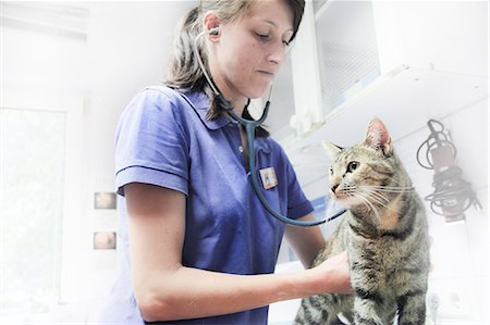 domestic cat - Vet using stethoscope on cat Stock Photo - Premium Royalty-Free, Code: 649-07436451
