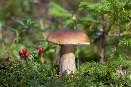 porcini mushroom - Boletus edulis (porcini) mushroom growing Stock Photo - Premium Royalty-Free, Code: 649-07437090