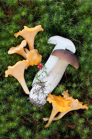 Boletus edulis (porcini) and Cantharellus cibarius (chanterelle) mushrooms Photographie de stock - Premium Libres de Droits, Code: 649-07437091