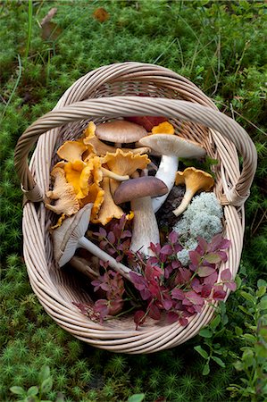 Cantharellus cibarius (chanterelle) and Boletus edulis (porcini) mushrooms Photographie de stock - Premium Libres de Droits, Code: 649-07437093
