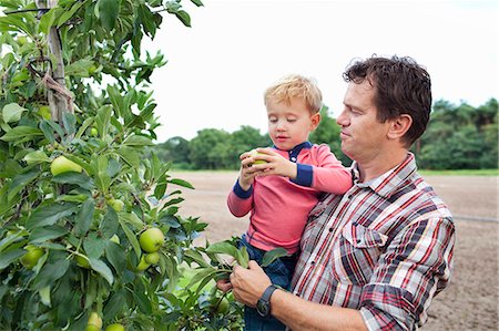 dad and son and farm - Farmer and son picking apples from tree in orchard Stock Photo - Premium Royalty-Free, Code: 649-07437982