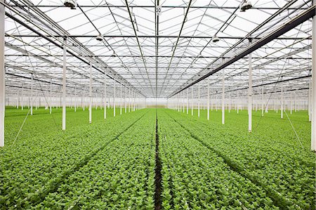 simsearch:649-07239819,k - Rows of plants growing in greenhouse Foto de stock - Sin royalties Premium, Código: 649-07438006