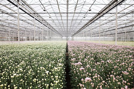 simsearch:649-07239819,k - Rows of plants growing in greenhouse Foto de stock - Sin royalties Premium, Código: 649-07438007