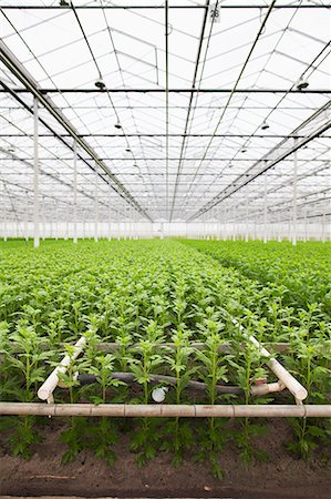 simsearch:649-07239819,k - Rows of plants growing in greenhouse Foto de stock - Sin royalties Premium, Código: 649-07438009