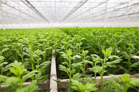 Rows of plants growing in greenhouse Foto de stock - Sin royalties Premium, Código: 649-07438010