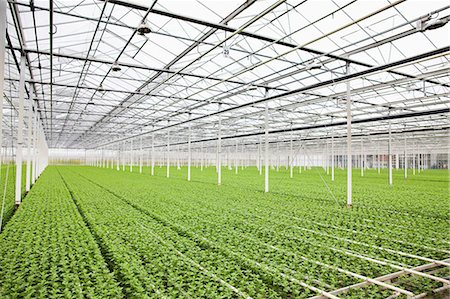 Rows of plants growing in greenhouse Foto de stock - Sin royalties Premium, Código: 649-07438011