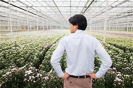 Man looking at rows of plants growing in greenhouse Photographie de stock - Premium Libres de Droits, Code: 649-07438013