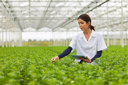 Scientist in rows of plants in greenhouse, holding digital tablet Photographie de stock - Premium Libres de Droits, Code: 649-07438032