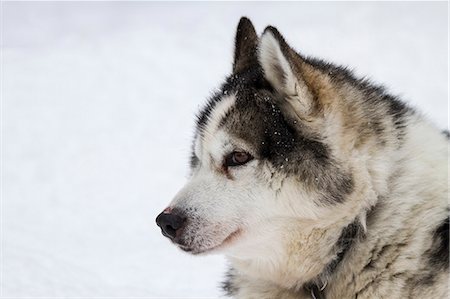 Head shot of husky in snow, Lapland, Sweden Stock Photo - Premium Royalty-Free, Code: 649-07438159