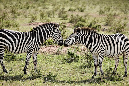 Two zebras face to face, Masai Mara, Narok, Kenya, Africa Foto de stock - Sin royalties Premium, Código: 649-07520404