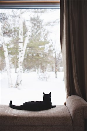 pussy picture - Black cat lying on daybed Stock Photo - Premium Royalty-Free, Code: 649-07520417