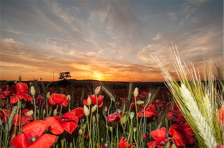 Field of poppies at sunset Photographie de stock - Premium Libres de Droits, Code: 649-07520543