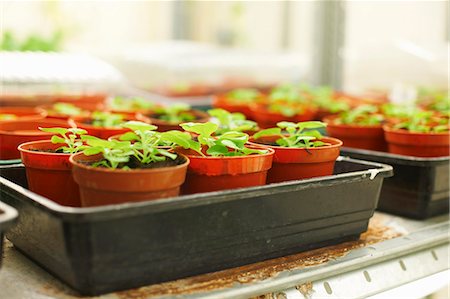 Trays of plants in scientific laboratory Foto de stock - Sin royalties Premium, Código: 649-07559958