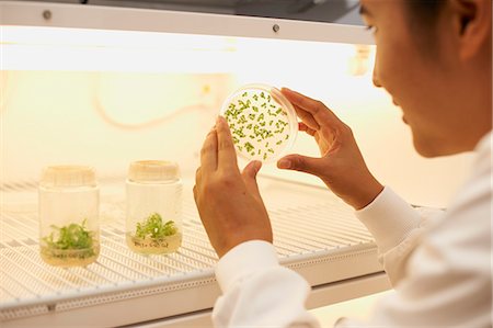 simsearch:649-07118832,k - Female scientist examining plant sample in petri dish Photographie de stock - Premium Libres de Droits, Code: 649-07559965