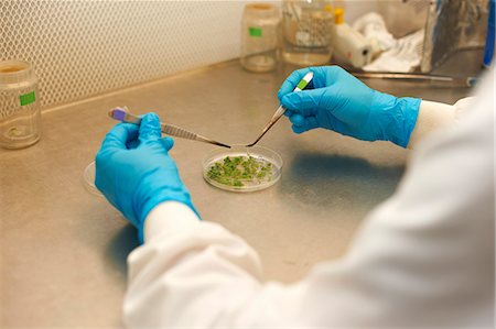 petri dish and hand - Male scientist holding tweezers over petri dish Stock Photo - Premium Royalty-Free, Code: 649-07559966