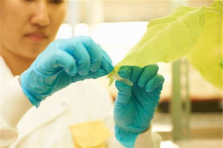 science experiment - Female scientist taking plant sample in lab Stock Photo - Premium Royalty-Free, Code: 649-07559962
