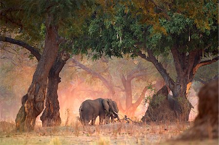 Elephants - Loxodonta africana - in Acacia and Sausage Tree woodlands at dawn, Mana Pools National Park, Zimbabwe Stock Photo - Premium Royalty-Free, Code: 649-07585116