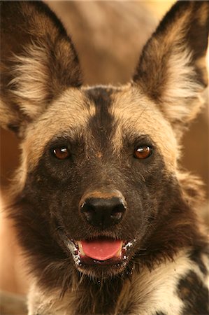 simsearch:841-07590225,k - Wild dog - Lycaon pictus, Mana Pools National Park, Zimbabwe Stock Photo - Premium Royalty-Free, Code: 649-07585118