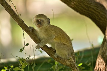 simsearch:649-08565732,k - Juvenile Vervet monkey - Cercopithicus aethiops, Simonga, Livingstone, Zambia Stockbilder - Premium RF Lizenzfrei, Bildnummer: 649-07585127