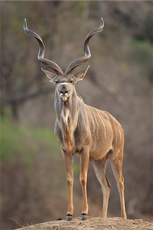 Kudu bull - Tragelaphus strepsiceros, Mana Pools National Park, Zimbabwe Foto de stock - Sin royalties Premium, Código: 649-07585120