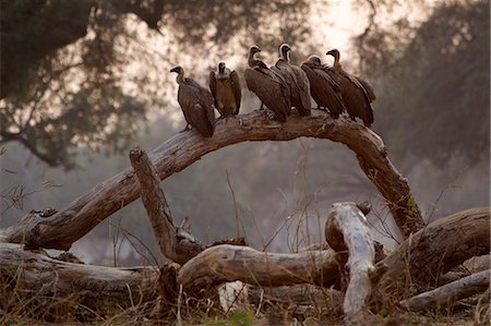 White backed vultures - Gyps africanus Photographie de stock - Premium Libres de Droits, Code: 649-07585336