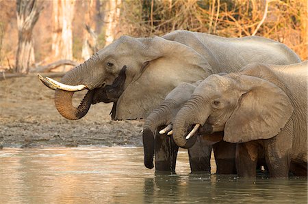 drei tiere - African elephant - Loxodonta africana - at waterhole Photographie de stock - Premium Libres de Droits, Code: 649-07585337