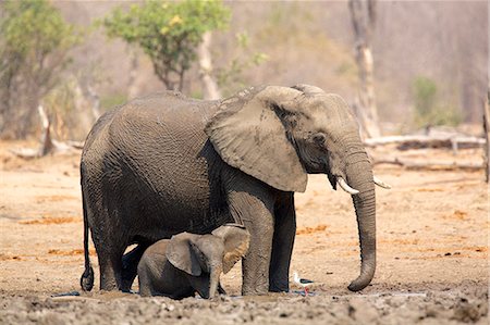 African elephant - Loxodonta africana Photographie de stock - Premium Libres de Droits, Code: 649-07585339