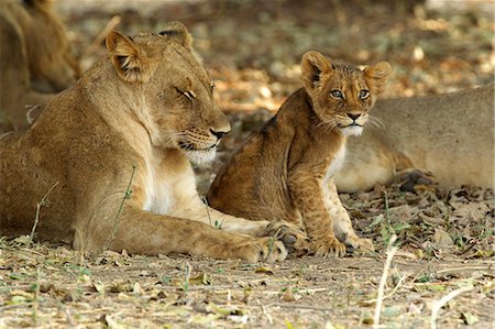 simsearch:649-07596551,k - Lioness and cub - Panthera leo Stock Photo - Premium Royalty-Free, Code: 649-07585340