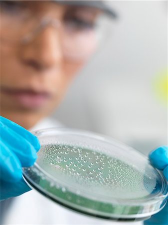 Close up of female scientist examining micro organisms in petri dish Stock Photo - Premium Royalty-Free, Code: 649-07596085