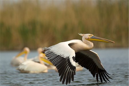 danube river - White Pelicans, Danube Delta, Romania Stock Photo - Premium Royalty-Free, Code: 649-07596456