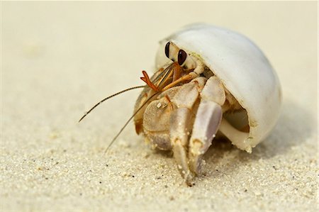 Hermit crab in a shell, Maldives Foto de stock - Sin royalties Premium, Código: 649-07596459