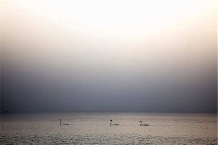 Three swans on Lake Maggiore, Stresa, Piemonte, Italy Stock Photo - Premium Royalty-Free, Code: 649-07596469