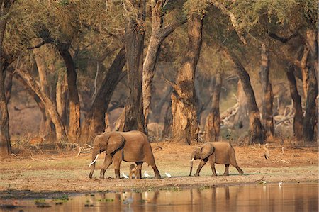 simsearch:649-07596508,k - African elephants - Loxodonta africana - walking past a waterhole in acacia woodlands at dawn,  Mana Pools National Park, Zimbabwe, Africa Photographie de stock - Premium Libres de Droits, Code: 649-07596508