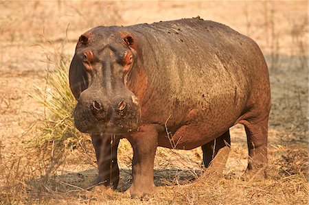 Hippopotamus / Hippo - Hippopotamus amphibius,  Mana Pools National Park, Zimbabwe, Africa Stock Photo - Premium Royalty-Free, Code: 649-07596513