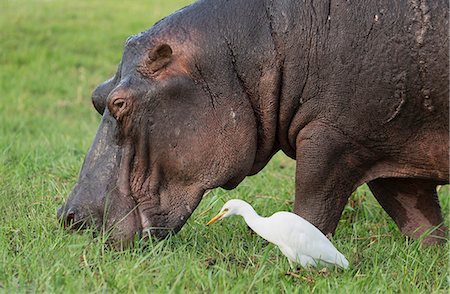 Hippo eating grass Photographie de stock - Premium Libres de Droits, Code: 649-07596534