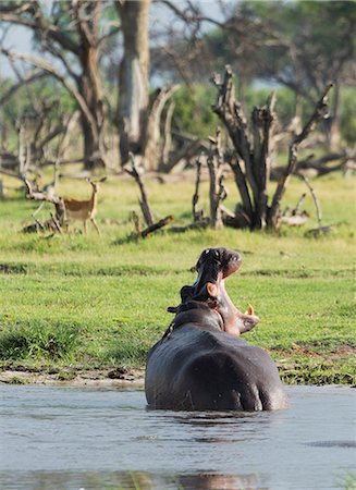 Yawning Hippo (Hippopotamus amphibius) Foto de stock - Sin royalties Premium, Código: 649-07596536