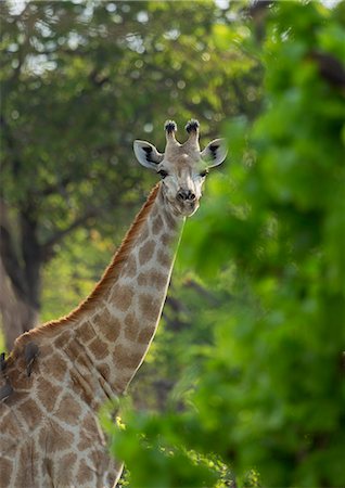 simsearch:649-07596559,k - Giraffe (Giraffa camelopardalis) Photographie de stock - Premium Libres de Droits, Code: 649-07596533