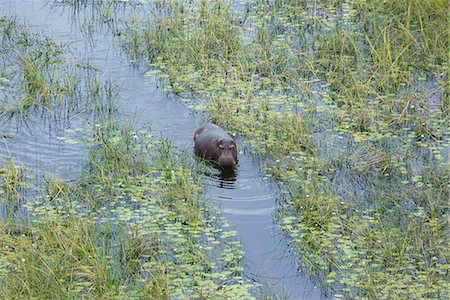 simsearch:649-07596549,k - Hippo  (Hippopotamus amphibius)in a swamp channel Stock Photo - Premium Royalty-Free, Code: 649-07596544