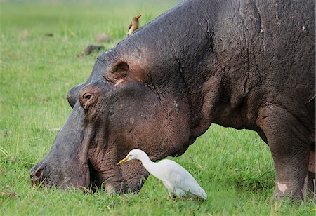 simsearch:649-07596559,k - Oxpecker over a grazing Hippo  (Hippopotamus amphibius)and an egret Photographie de stock - Premium Libres de Droits, Code: 649-07596545