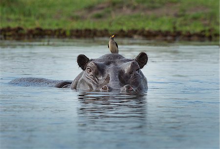 Oxpecker on Hippo  (Hippopotamus amphibius) Photographie de stock - Premium Libres de Droits, Code: 649-07596540