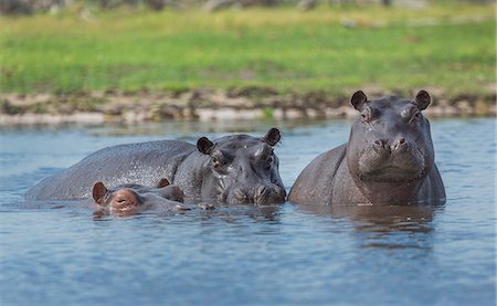 point d'eau - Hippos  (Hippopotamus amphibius) Photographie de stock - Premium Libres de Droits, Code: 649-07596541