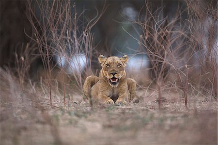 simsearch:649-07596557,k - Lioness - Panthera leo - in evening light Stock Photo - Premium Royalty-Free, Code: 649-07596557