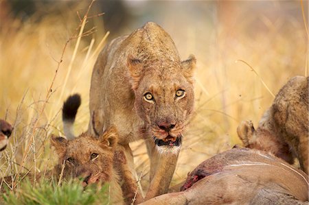 Lioness - Panthera leo - feeding on kudu carcase Photographie de stock - Premium Libres de Droits, Code: 649-07596558