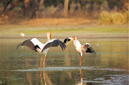 Yellow-billed storks - Mycteria ibis - having a territorial dispute at a waterhole at dawn Photographie de stock - Premium Libres de Droits, Code: 649-07596559