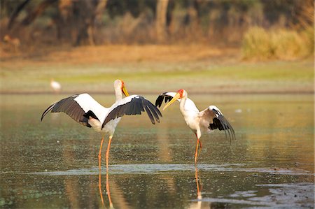 simsearch:649-07585337,k - Yellow-billed storks - Mycteria ibis - having a territorial dispute at a waterhole at dawn Stock Photo - Premium Royalty-Free, Code: 649-07596559