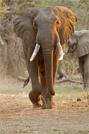 simsearch:649-07596546,k - African elephant - Loxodonta africana - Bull walking at dawn Stock Photo - Premium Royalty-Free, Code: 649-07596550