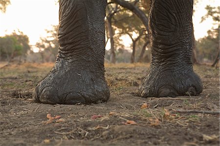 simsearch:649-07596559,k - African elephant - Loxodonta africana - front feet Photographie de stock - Premium Libres de Droits, Code: 649-07596552